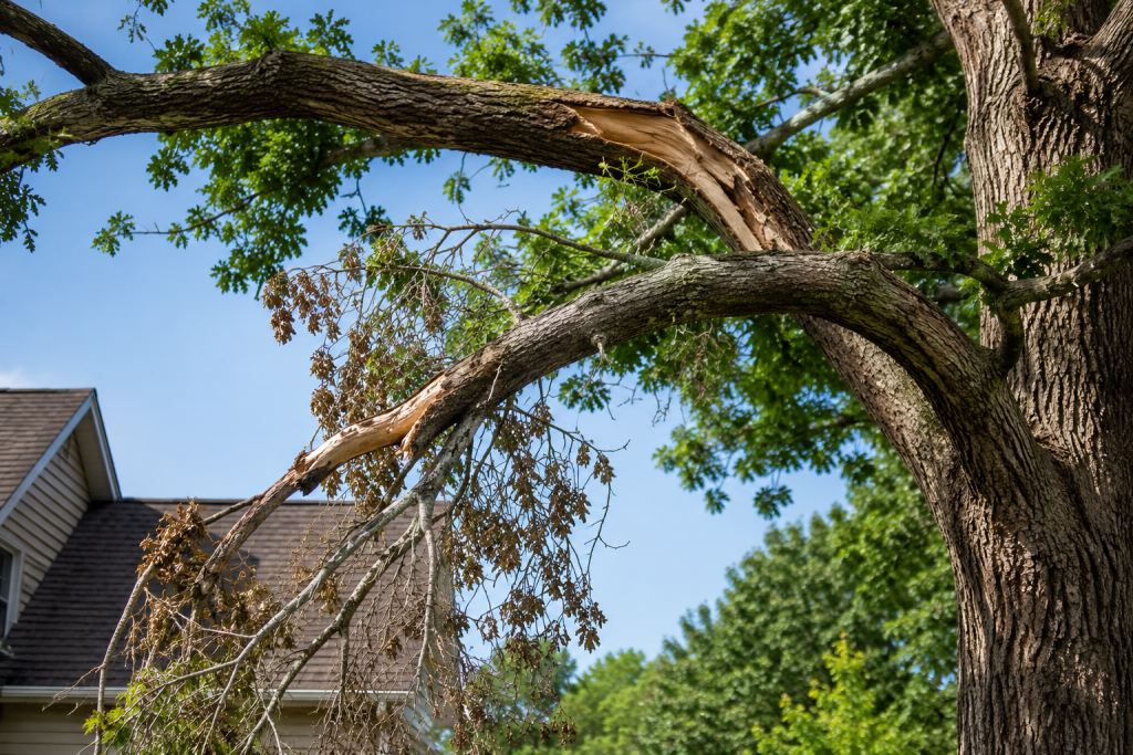 tree service Snellville GA, storm damage tree removal Snellville