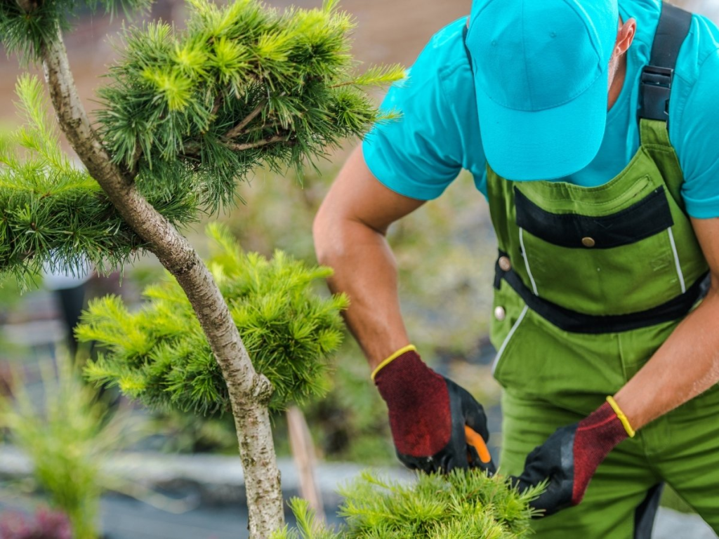 tree trimming Snellville GA, emergency tree service Lawrenceville, tree trimming Lawrenceville GA