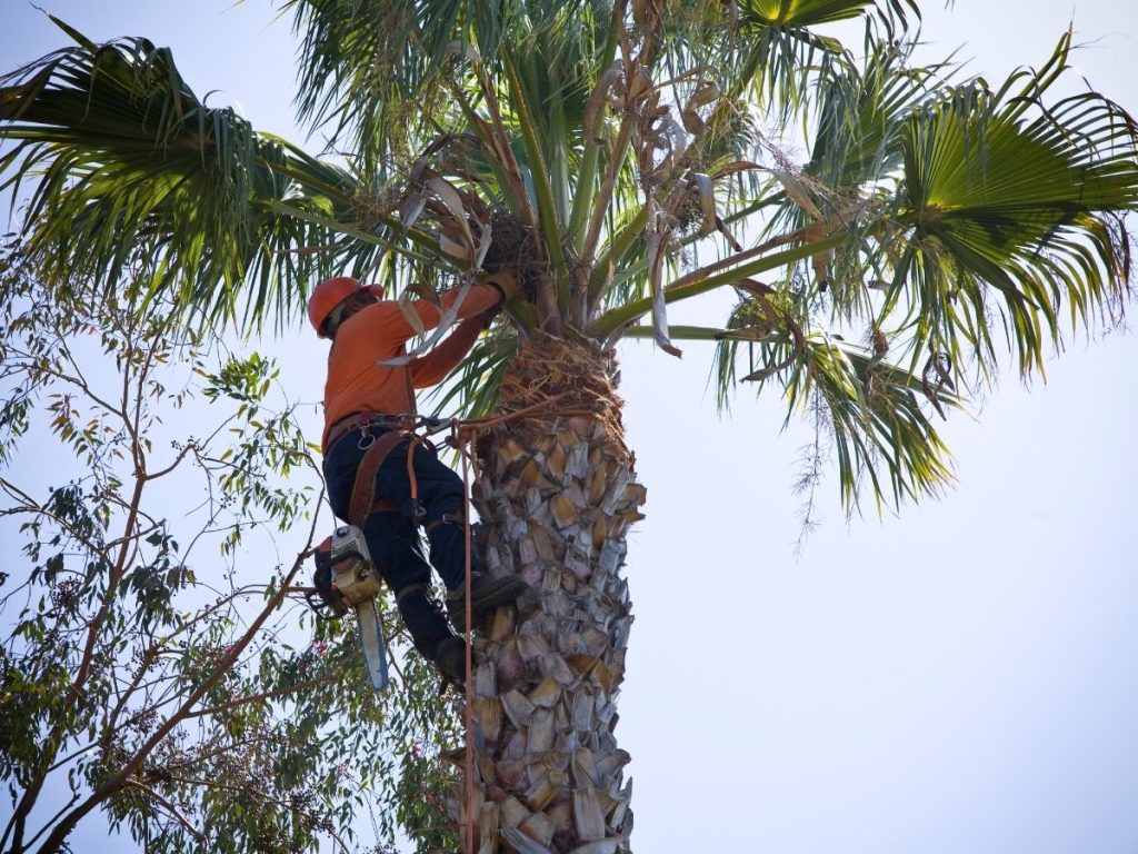 tree service Lawrenceville GA